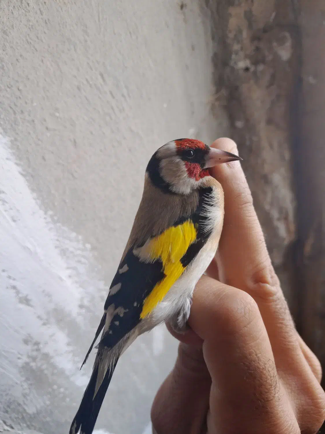 سهره|پرنده|زیویه, |دیوار