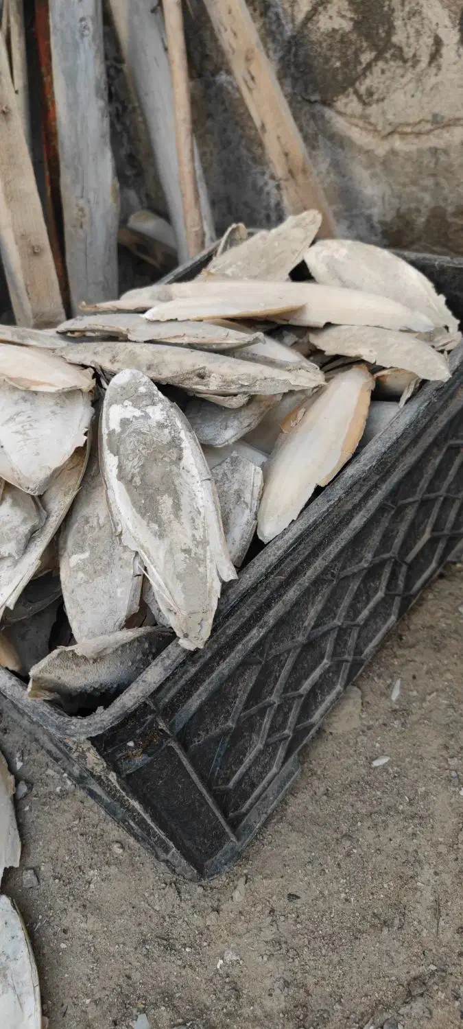 کف دریا|لوازم جانبی حیوانات|درگهان, |دیوار