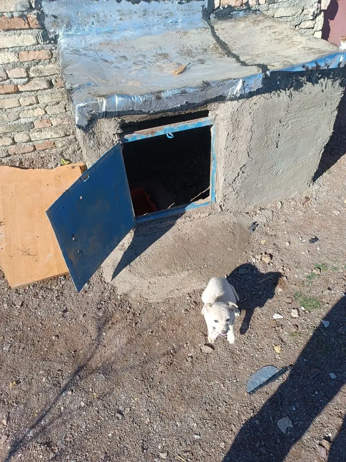 بیستی‌۴ماه|سگ|اهر, |دیوار