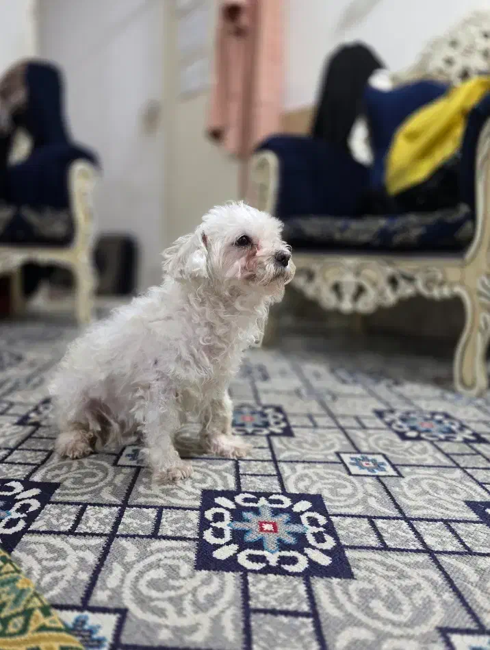 واگذاری رایگان|سگ|ورامین, ورامین|دیوار