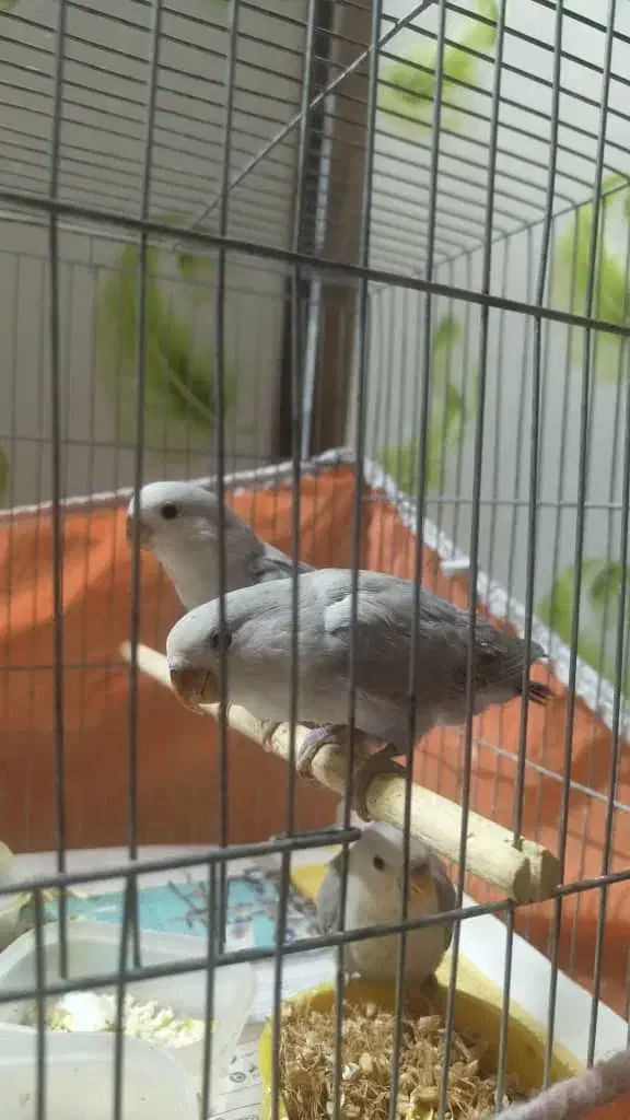 جوجه کوتوله برزیلی|پرنده|خمینی‌شهر, |دیوار