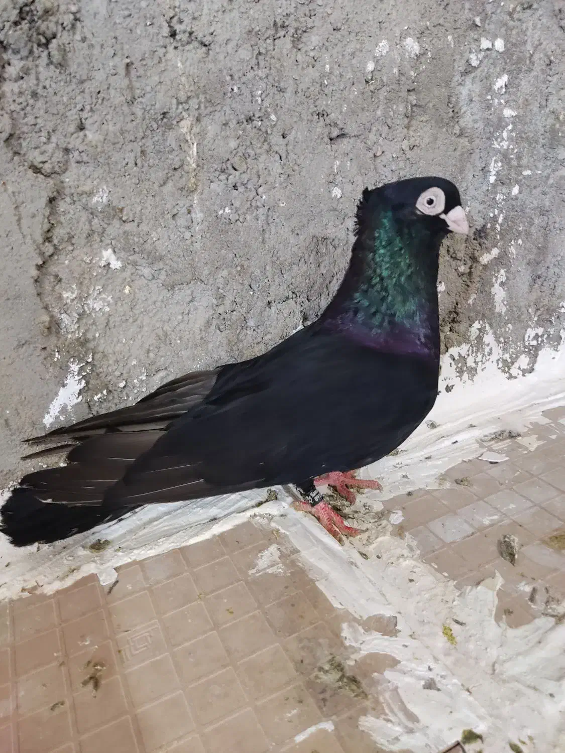 صرب|پرنده|مسجد سلیمان, |دیوار