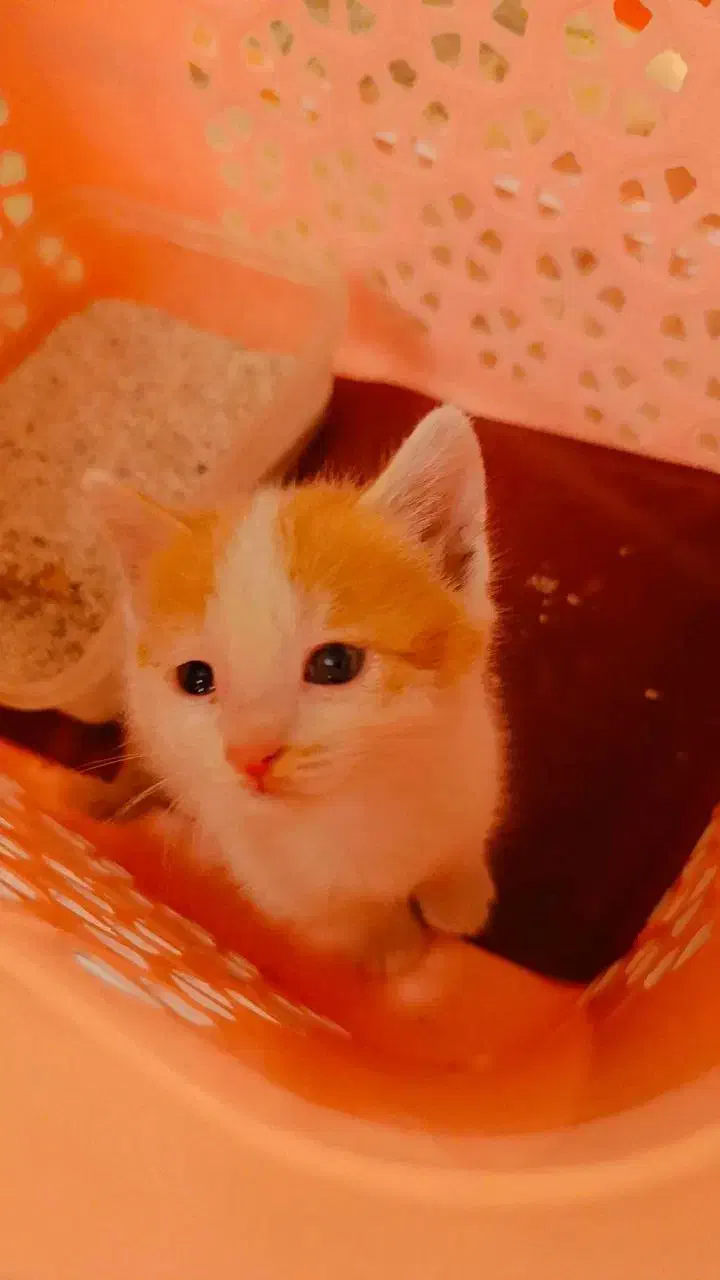 گربه کوچک|گربه|تهران, آرژانتین|دیوار