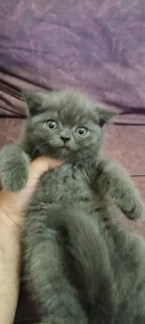 بچه گربه‌  اسکاتیش|گربه|تهران, نازی‌آباد|دیوار