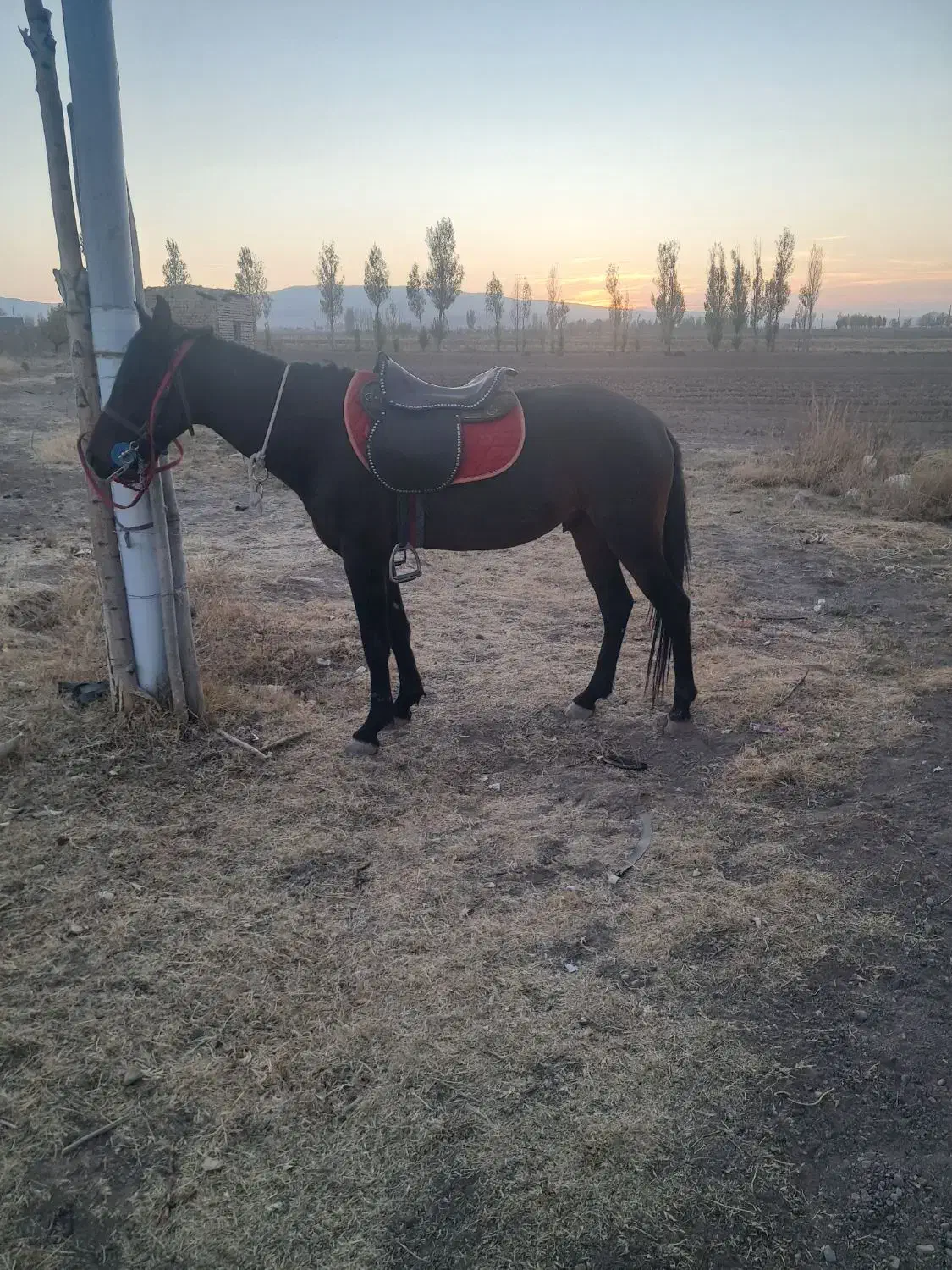 اسب ۳ساله|اسب و تجهیزات اسب‌سواری|مهربان, |دیوار