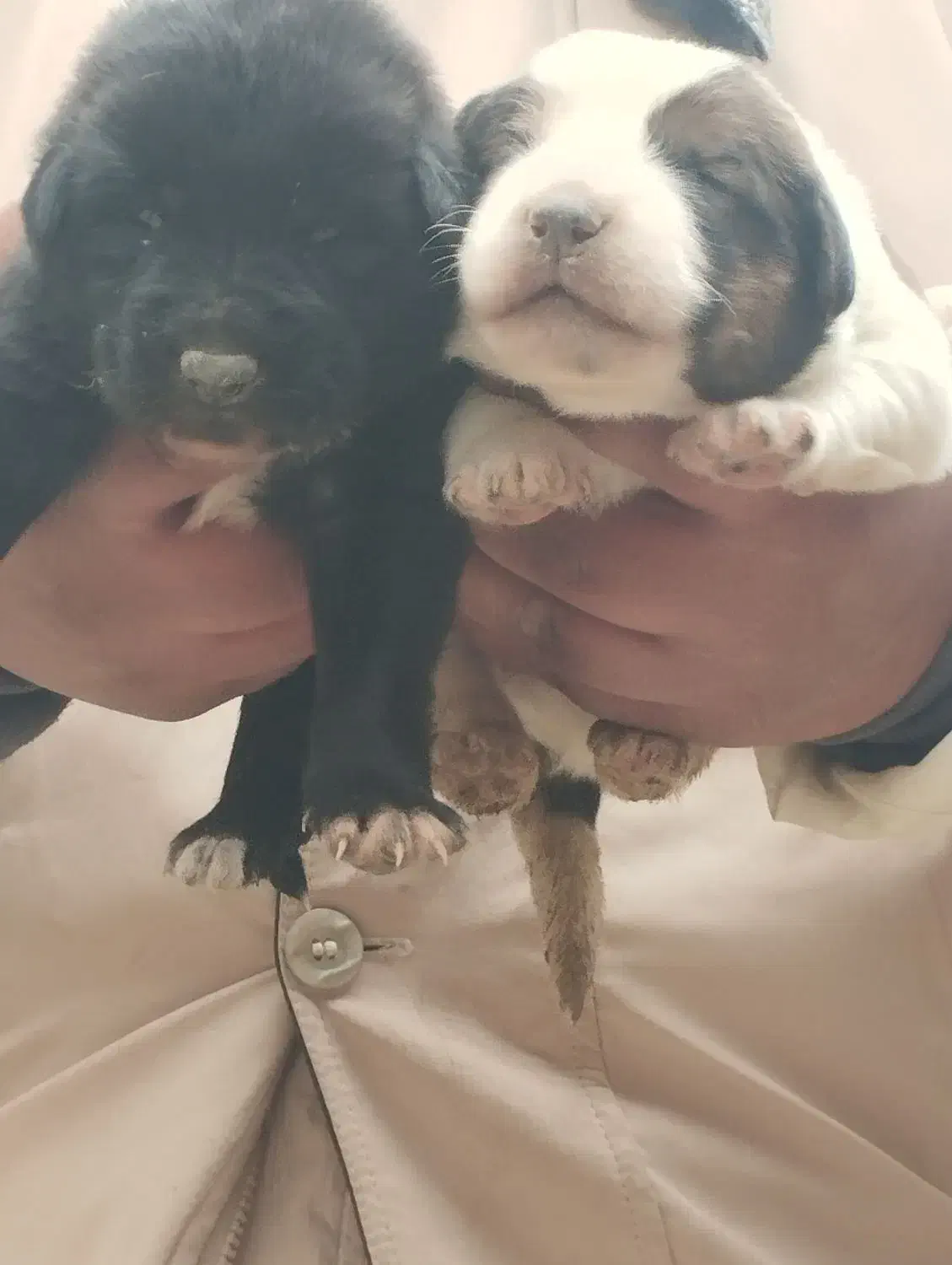 توله سرابی|سگ|اصفهان, رهنان|دیوار