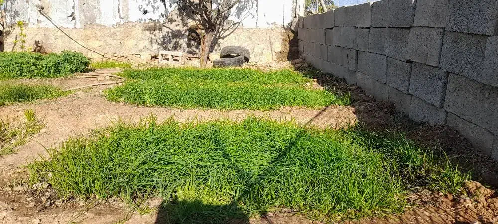 تیم پیاز|گل و گیاه طبیعی|چاروسا, |دیوار