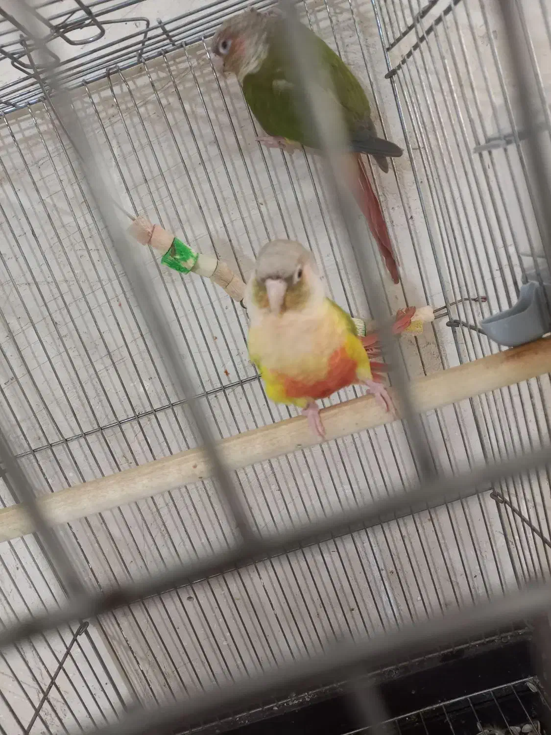 گرینچیک آناناسی مولد تضمینی|پرنده|تبریز, |دیوار