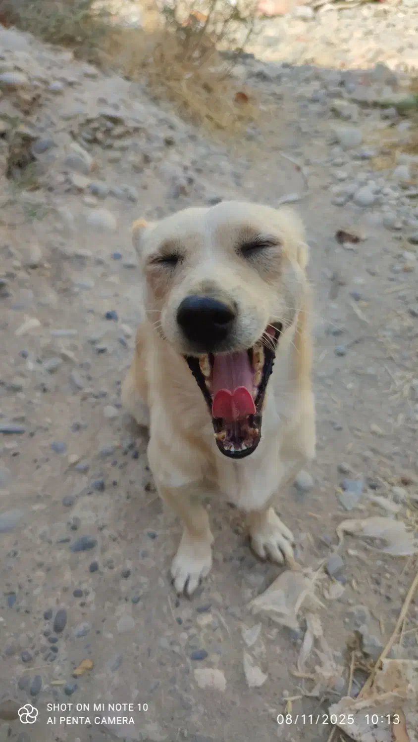 سگ پاکوتاه شکاری|سگ|دزفول, |دیوار