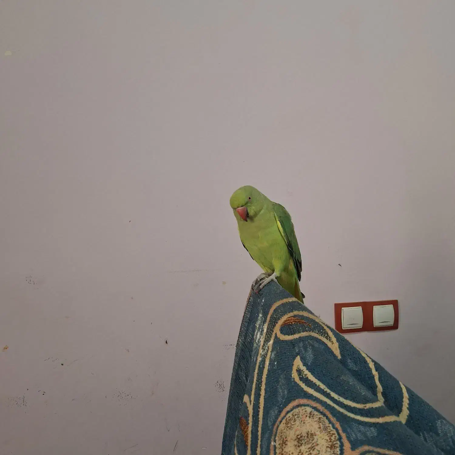 طوطی ملنگو|پرنده|قشم, |دیوار