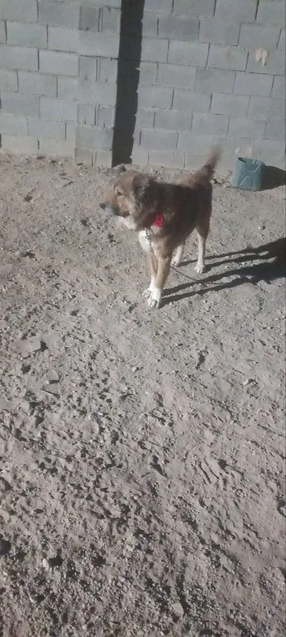 سگ گله|سگ|رامشه, |دیوار