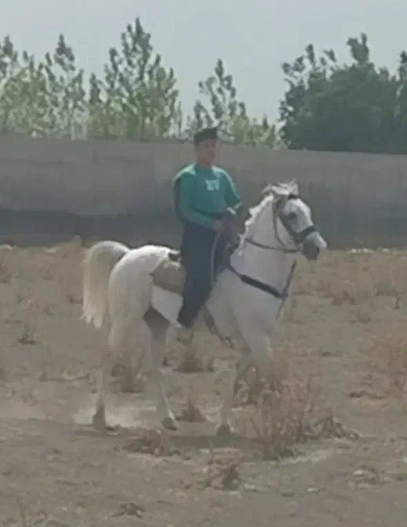 اسب کرد|اسب و تجهیزات اسب‌سواری|تهران, فلسطین (میدان انقلاب)|دیوار