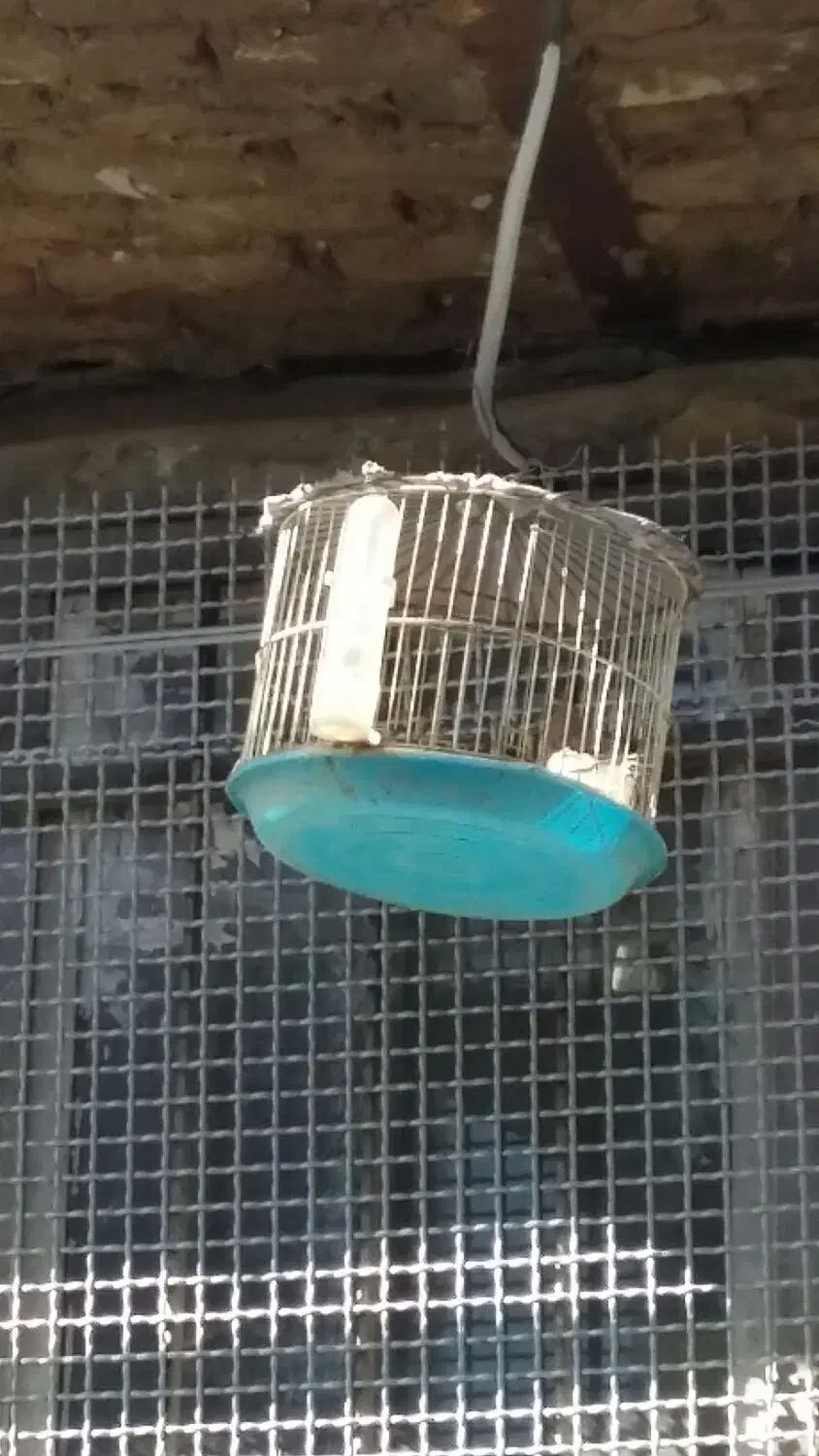 سهره خاکی|پرنده|تهران, بوستان چیتگر|دیوار