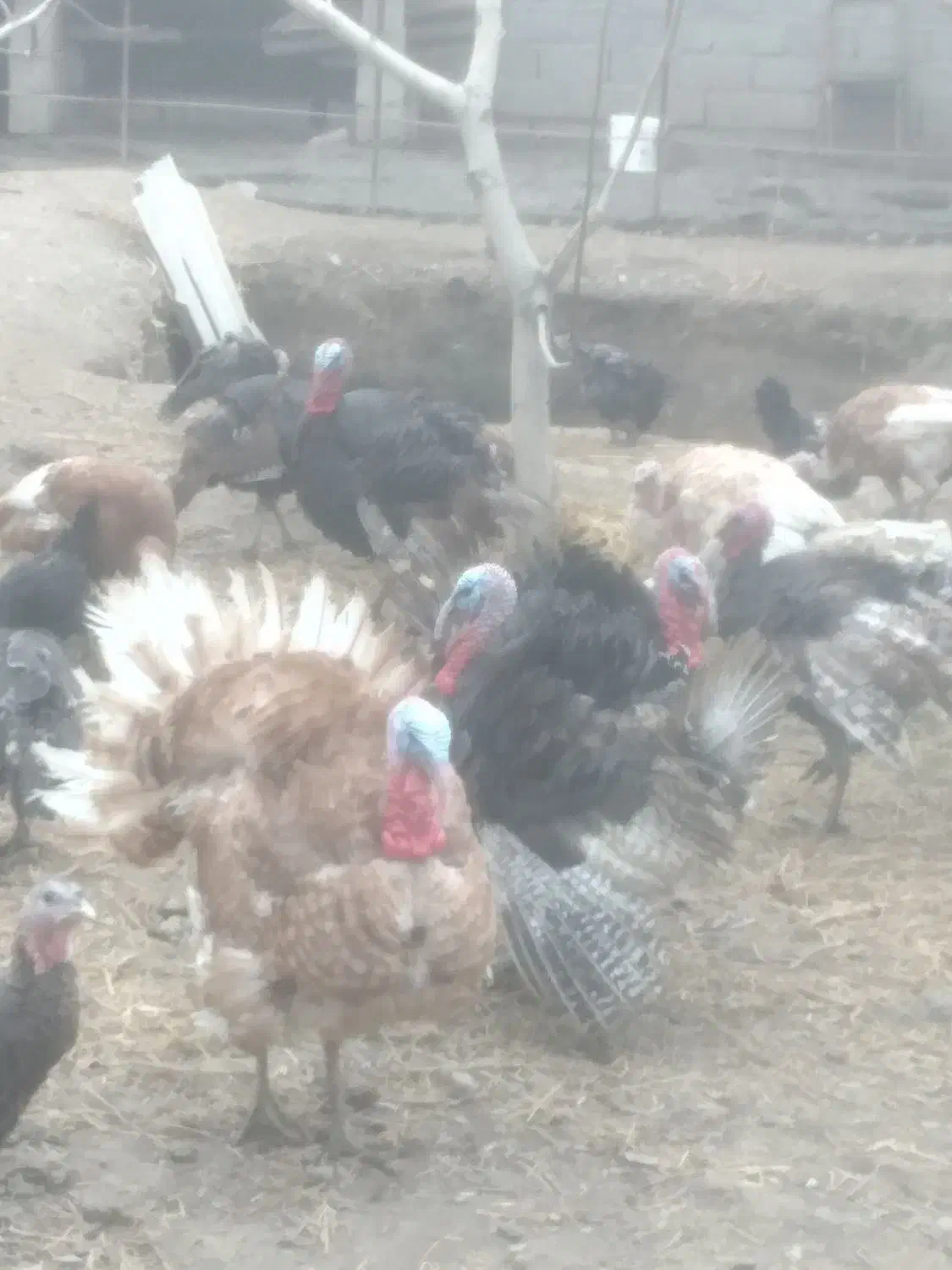 تعدادی بوقلمون نر وماده نژاد برنز وبوربون ۱۷ ماه|حیوانات مزرعه|مشهد, منزل آباد|دیوار