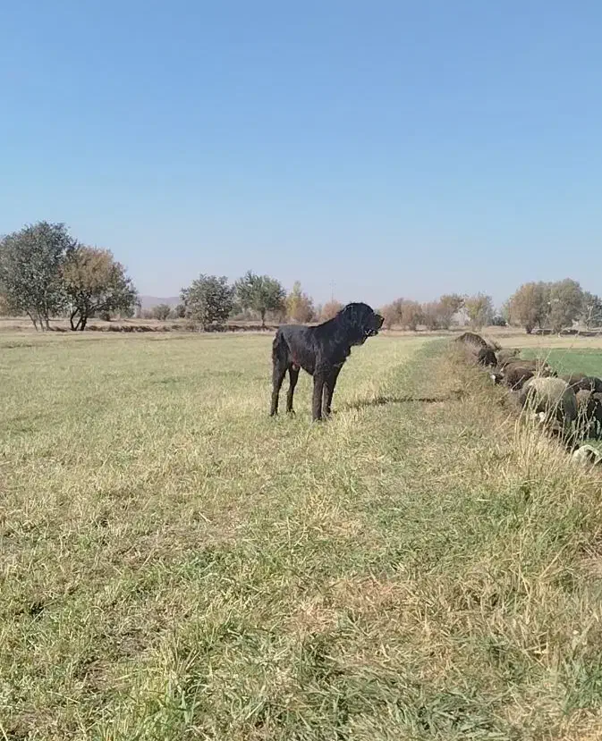 سگ قدریجونی|سگ|قره چای, |دیوار