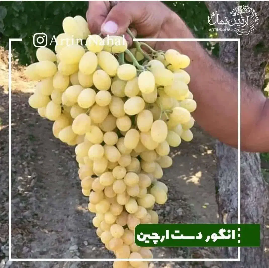 نهال انگور شناسنامه دار درجه یک|خدمات باغبانی و درختکاری|کاشان, فاز ۱ ناجی آباد|دیوار