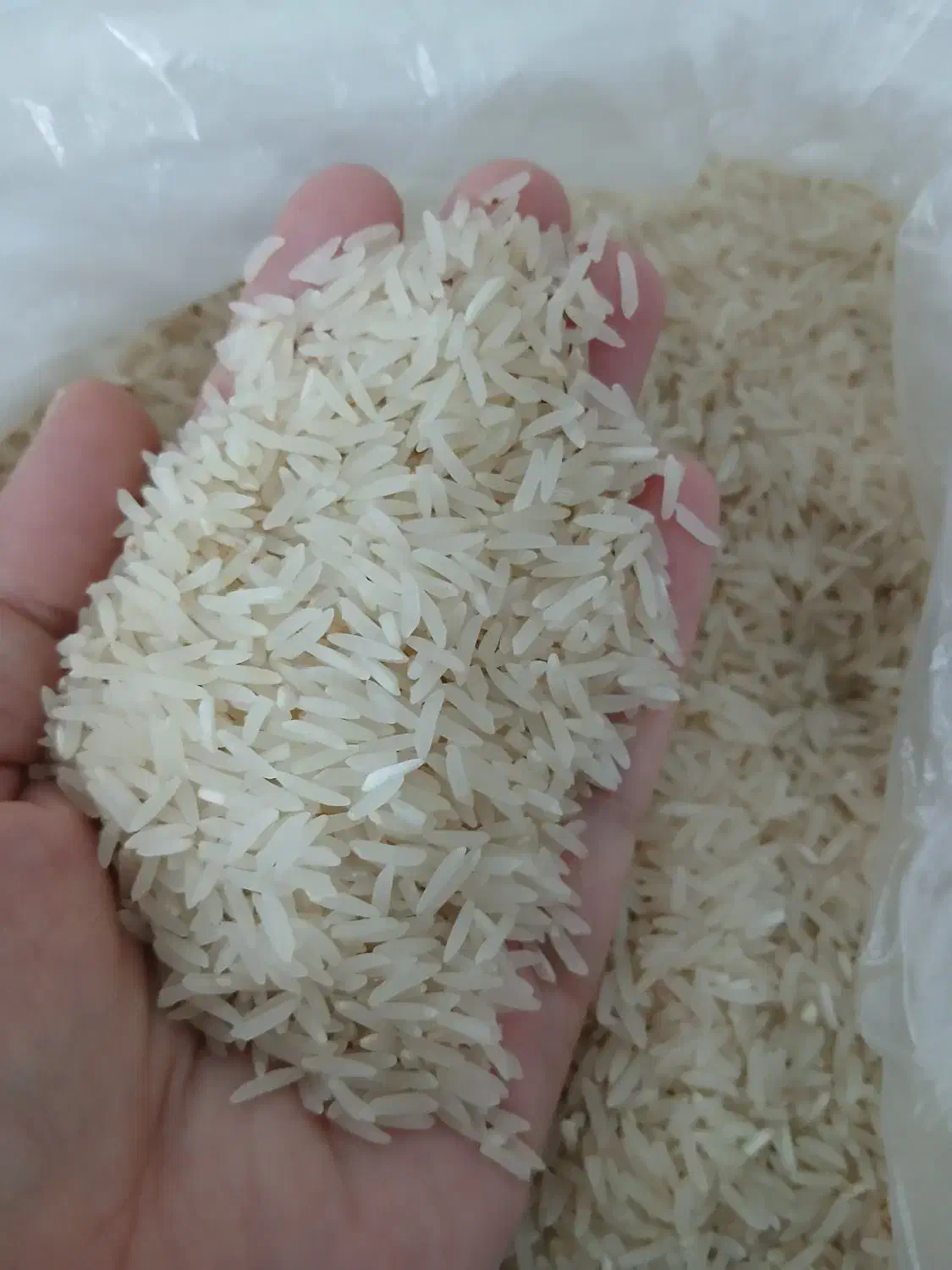 برنج فجر سوزی ۹۰روزه|خوردنی و آشامیدنی|آق قلا, |دیوار