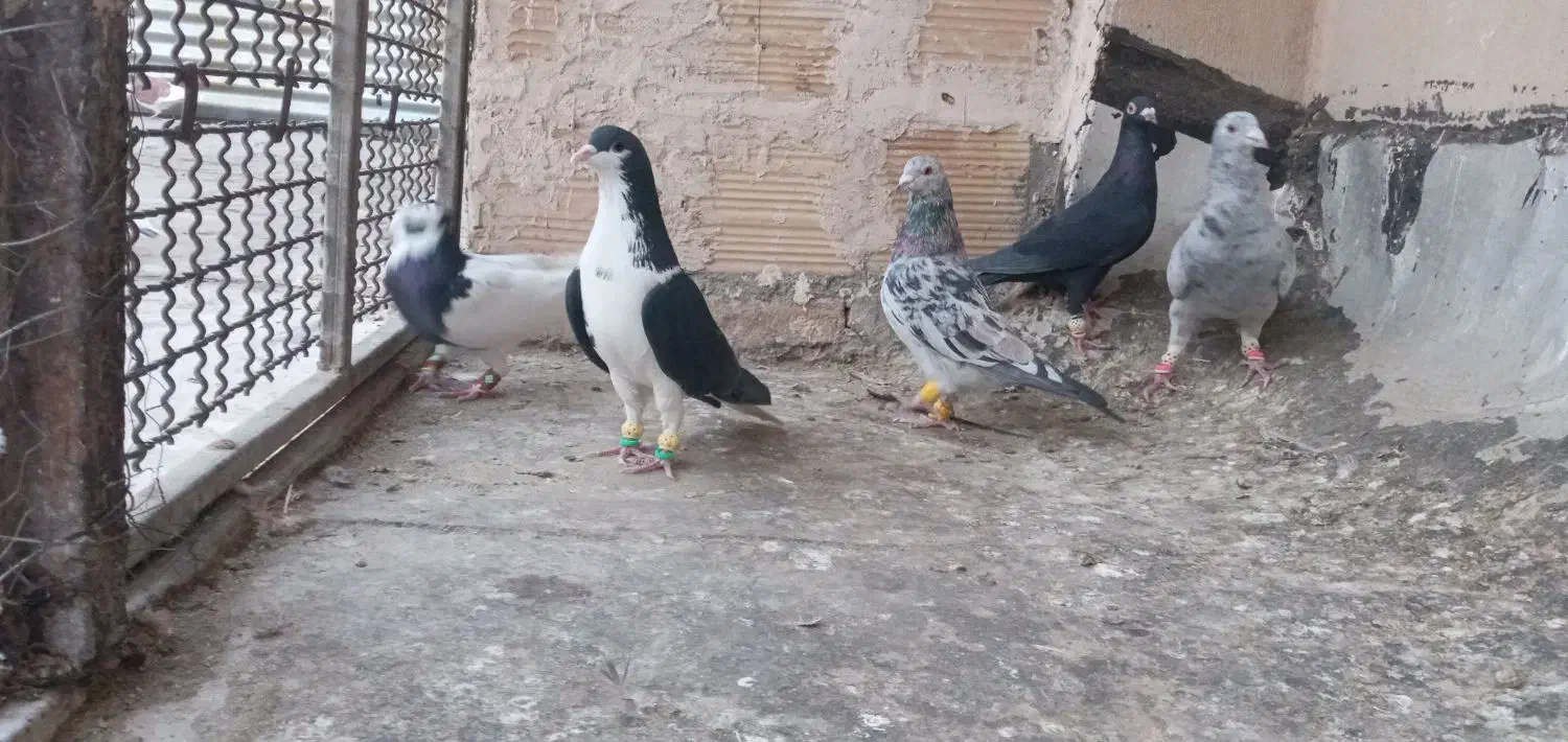 کبوتر پرشی|پرنده|شیراز, کوشک میدان|دیوار