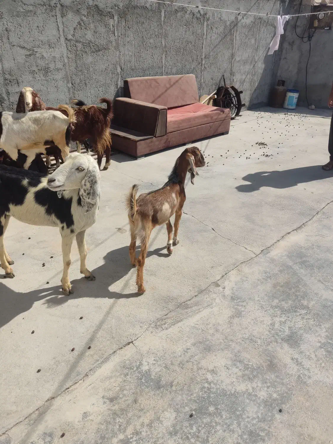 چهار تا بزه کهر دار دورگ پاکستانی|حیوانات مزرعه|کاکی, |دیوار