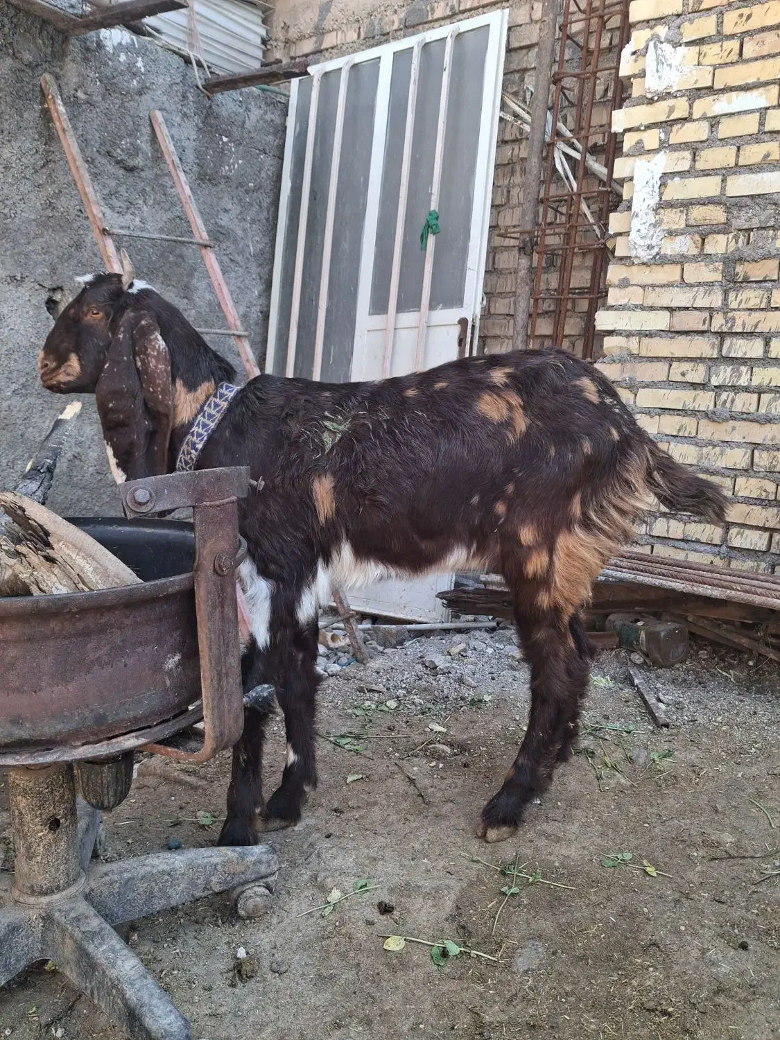 بز افغانی|حیوانات مزرعه|دزفول, |دیوار