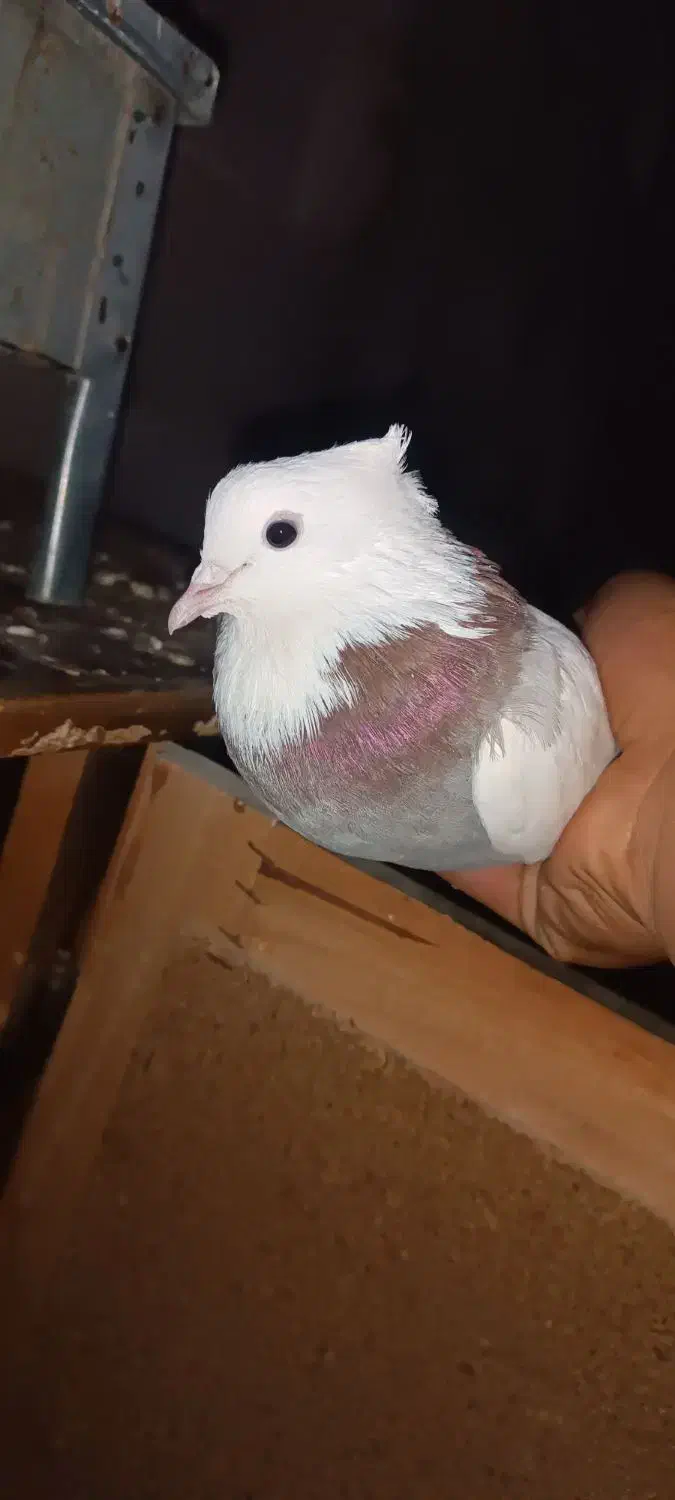 کفتر کفتر بازی|پرنده|نورآباد, |دیوار