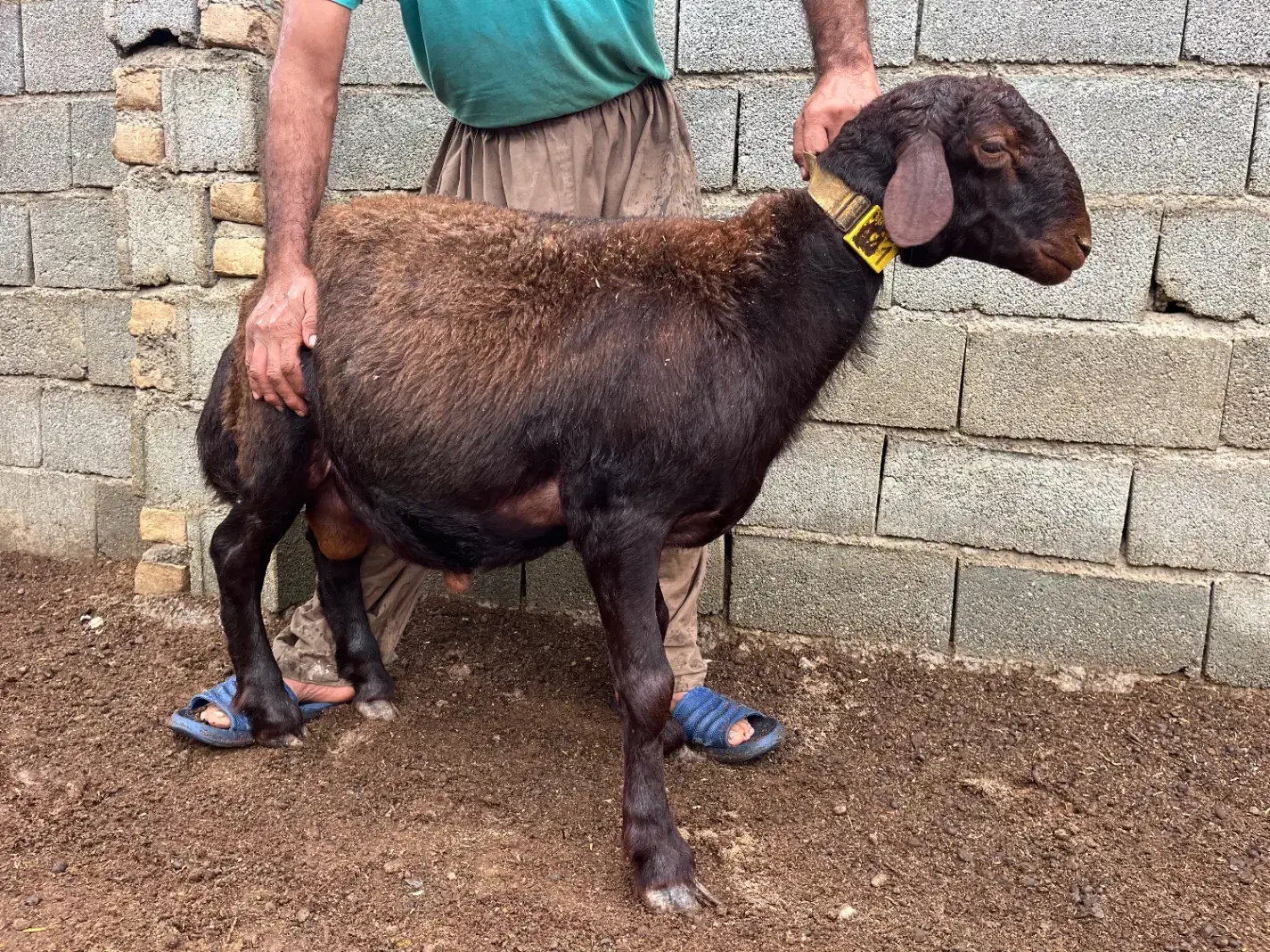 بره قوچ های ژندار افشار همو و هترو|حیوانات مزرعه|گرگان, |دیوار