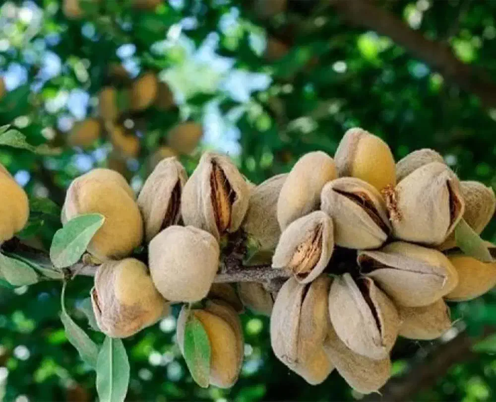 فروش نهال های یه ساله دوساله سه ساله تضنمینی|خدمات باغبانی و درختکاری|قزوین, |دیوار