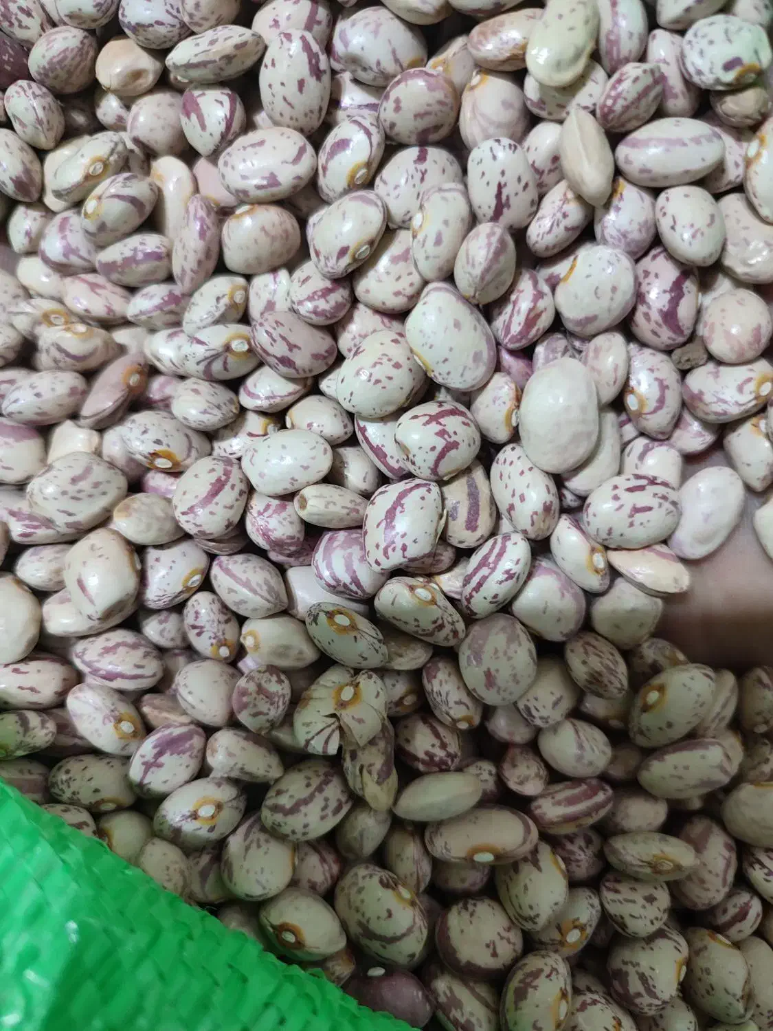 لوبیا چیتی|حراج|مراغه, |دیوار