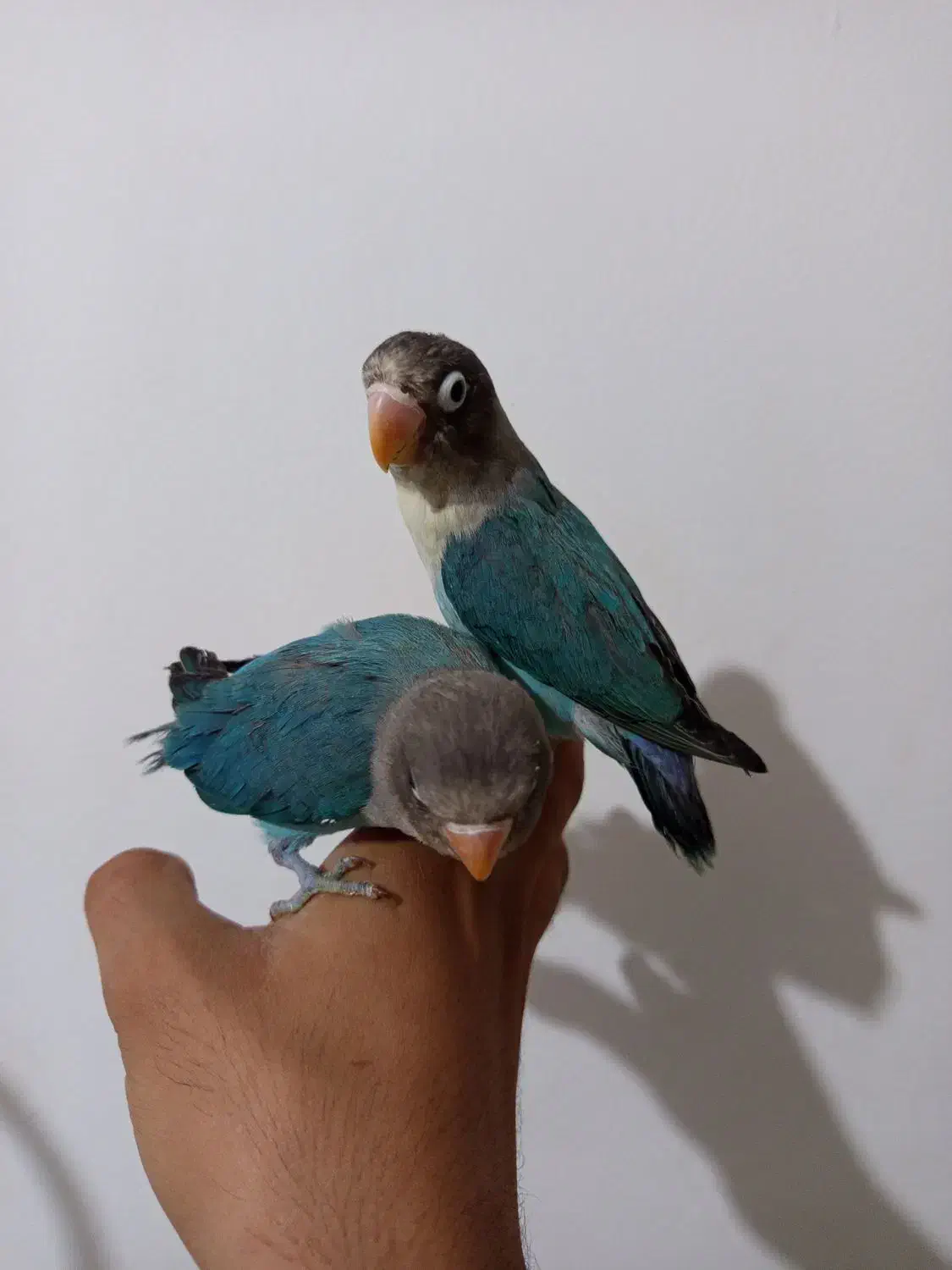 طوطی برزیلی|پرنده|ملارد, |دیوار