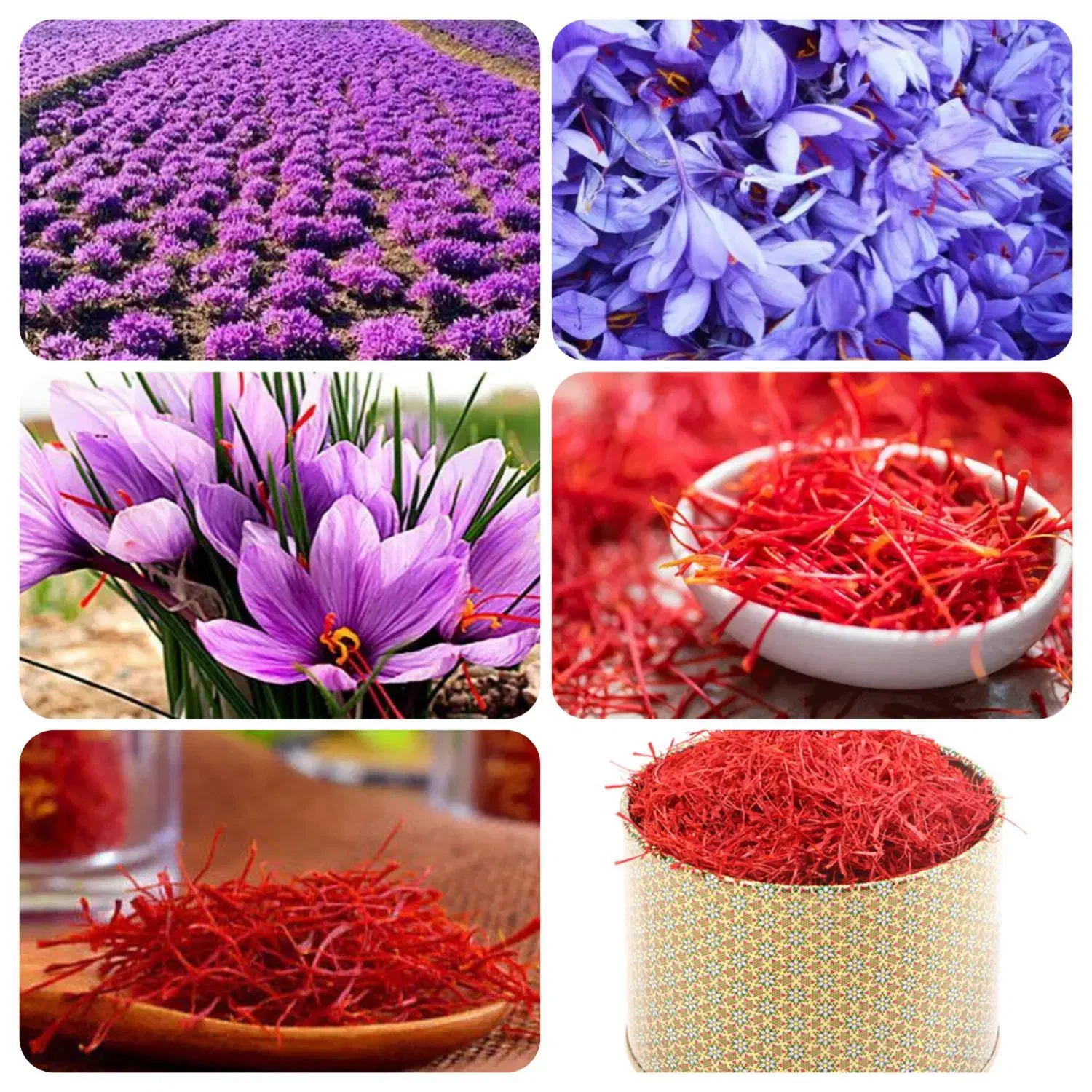 خشک کردن زعفران با دستگاهای اتویی وپرسی|خدمات پیشه و مهارت|خوشاب, |دیوار