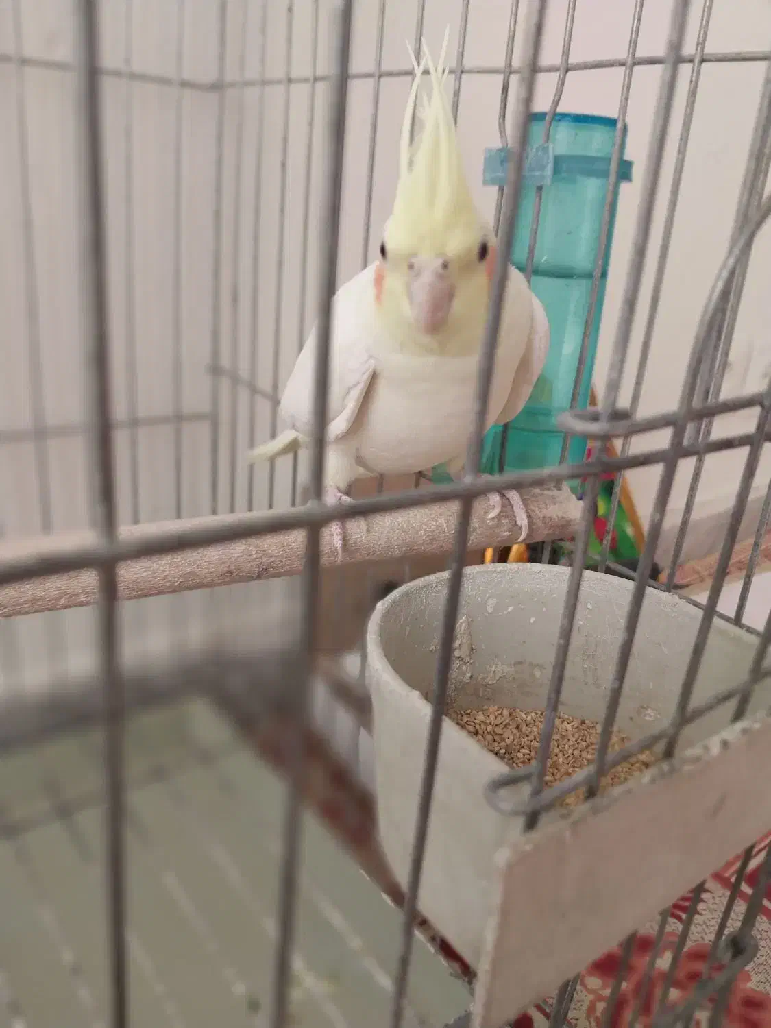 عروس هلندی|پرنده|برخوار, |دیوار