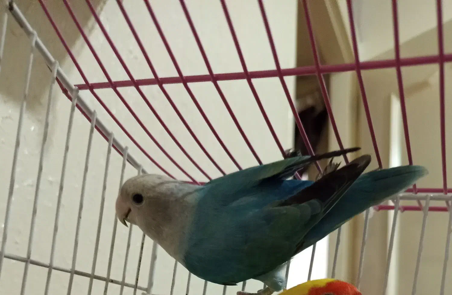 طوطی کوتوله|پرنده|اصفهان, پوریای ولی|دیوار