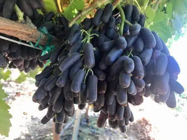 نهال انگور موندراپ بیدانه|خدمات باغبانی و درختکاری|تاکستان, |دیوار