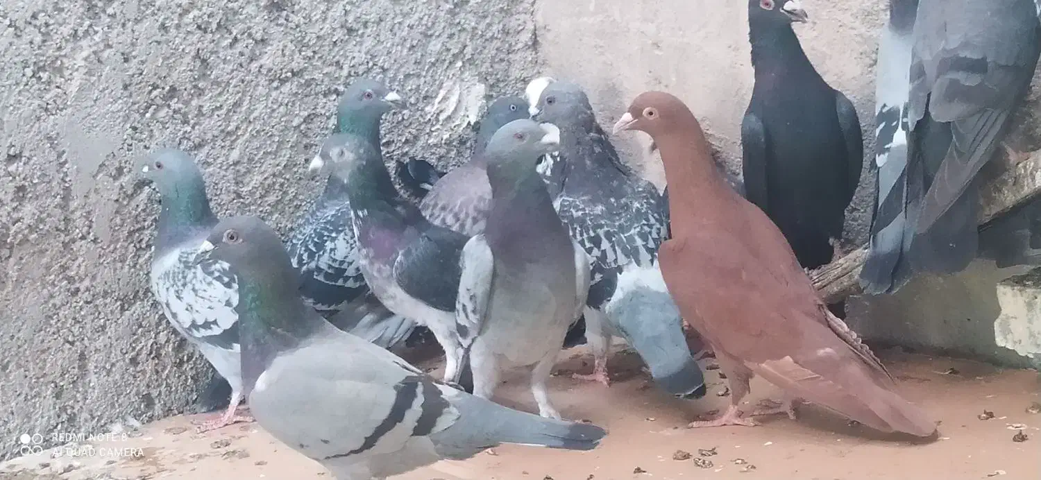 20کبوتر پلاکی پولکی و...|پرنده|خورموج, |دیوار