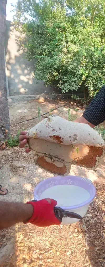 عسل کوهی با موم بشرط|خوردنی و آشامیدنی|خورموج, |دیوار