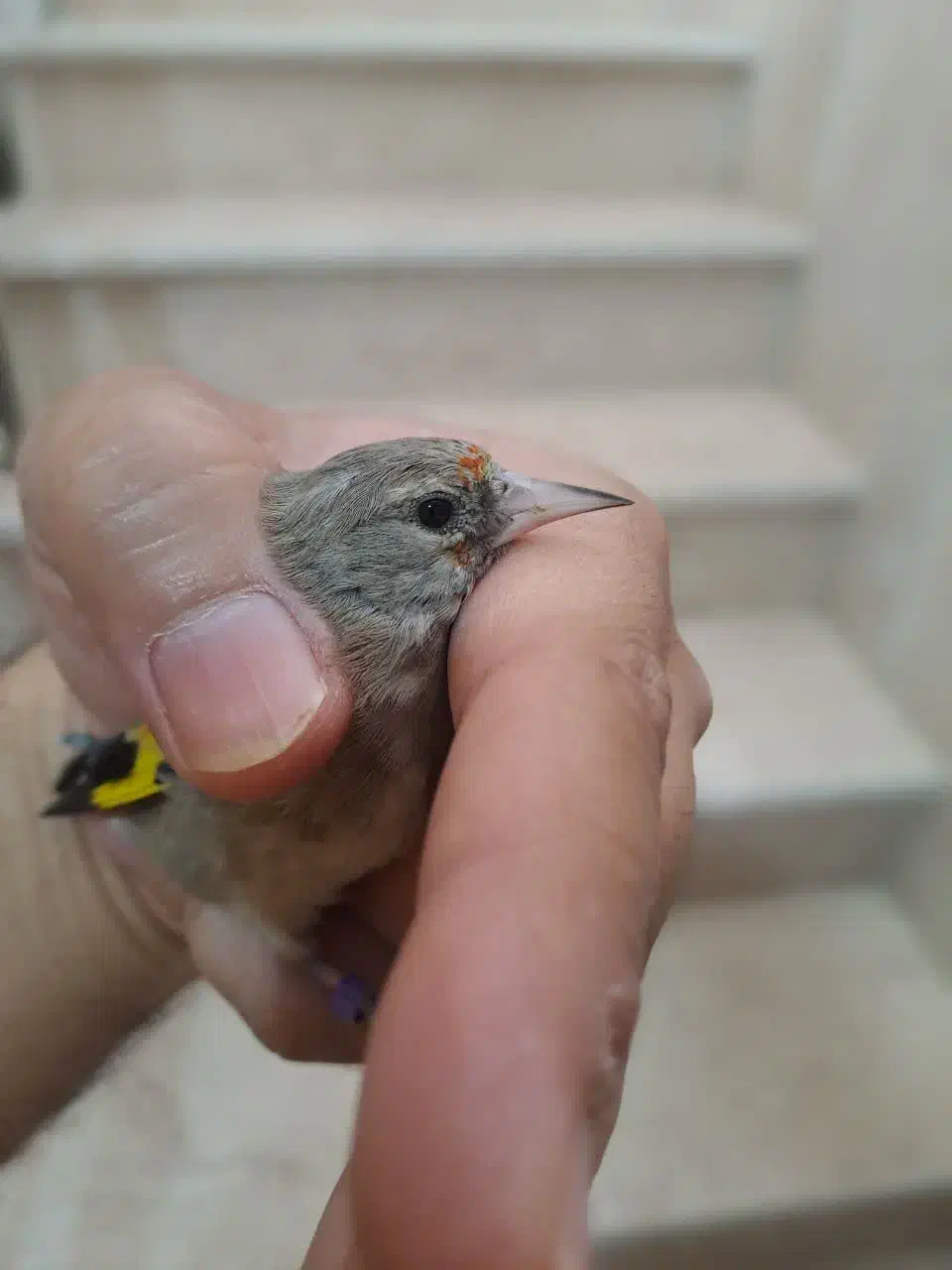 جوجه سهره|پرنده|اسلامشهر, شهرک مفیدی|دیوار