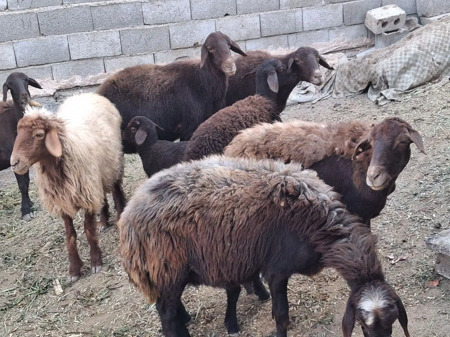 میش بره افشاری|حیوانات مزرعه|خمینیشهر, |دیوار