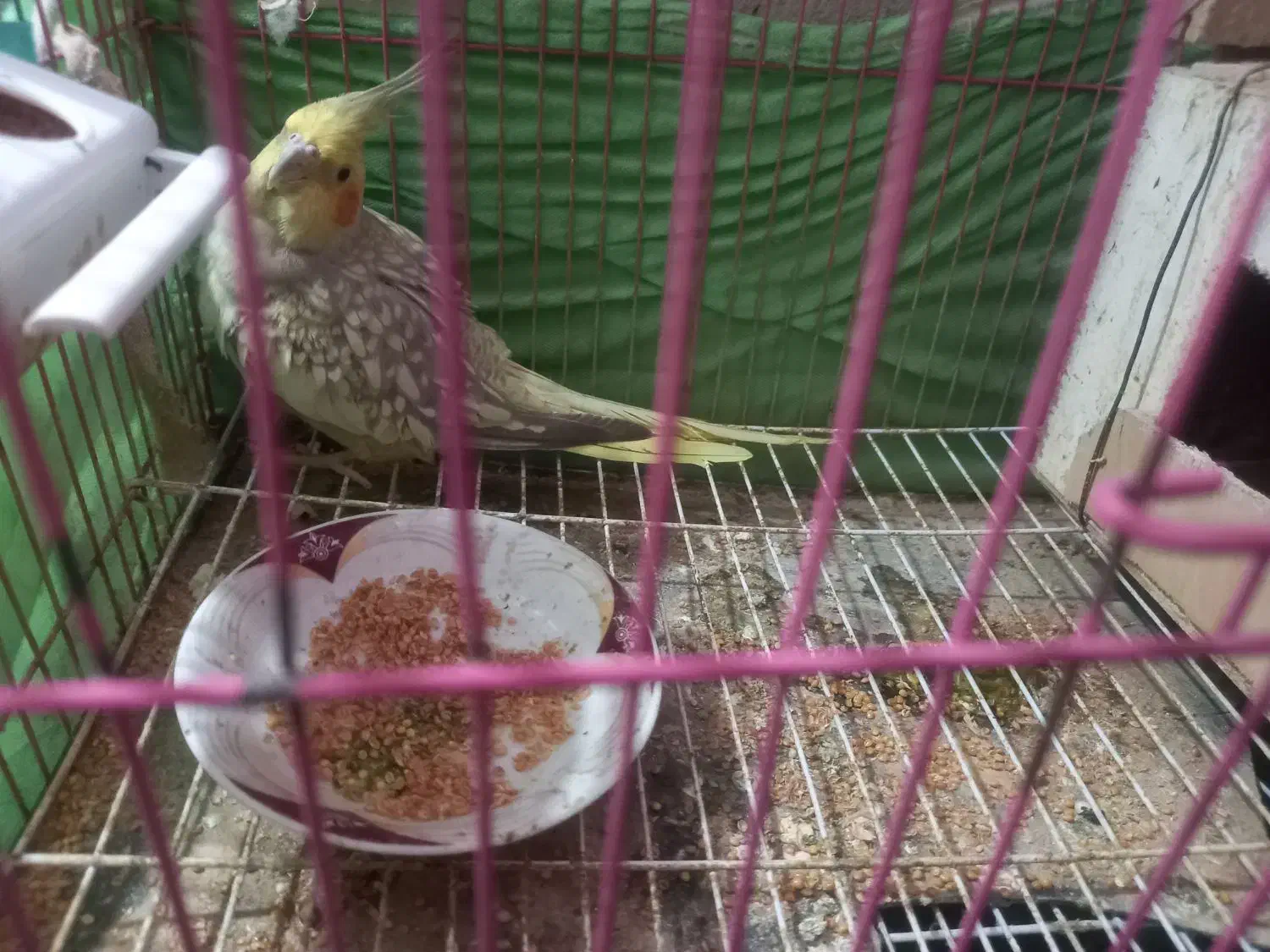 عروس هلندی|پرنده|کردکوی, |دیوار