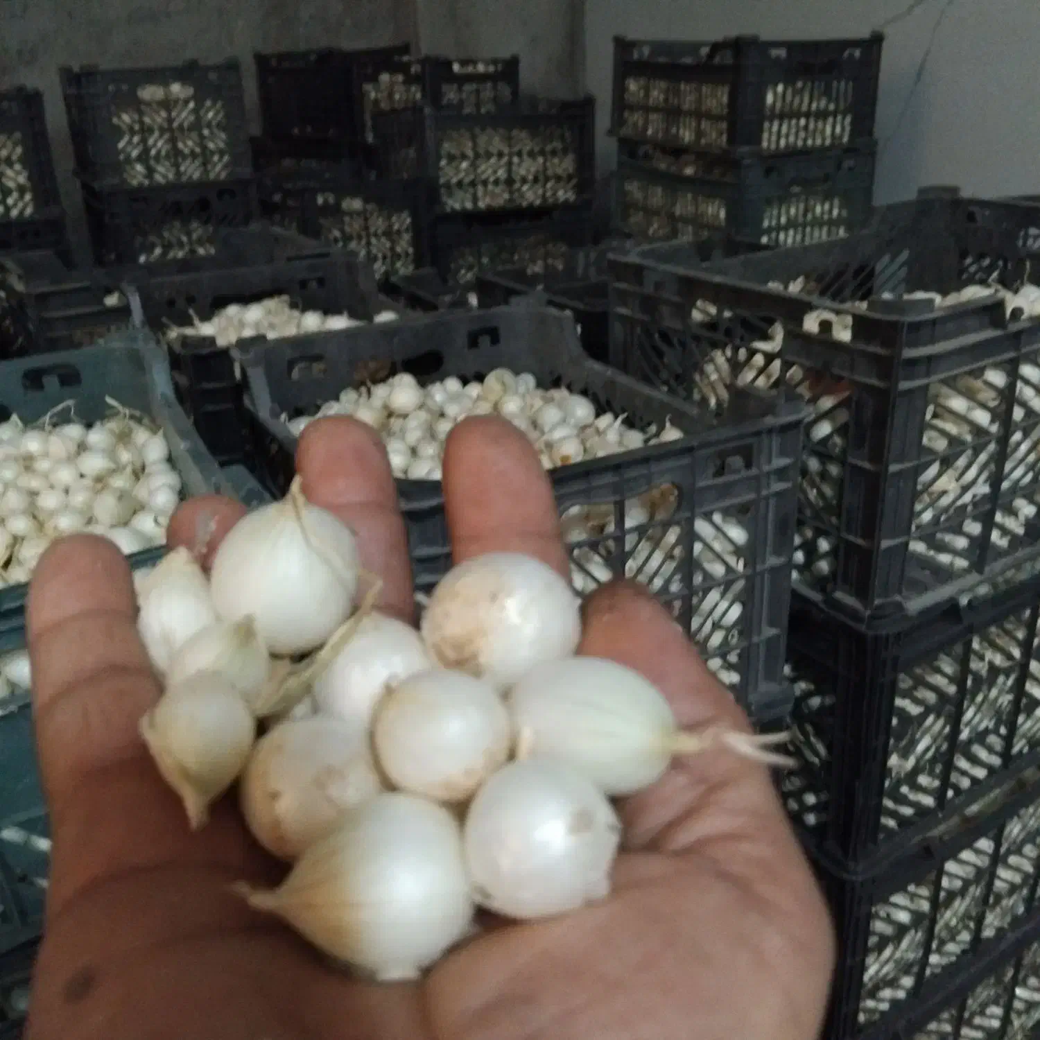 سیب زمینی و پیاز|عمده‌فروشی|قشم, |دیوار