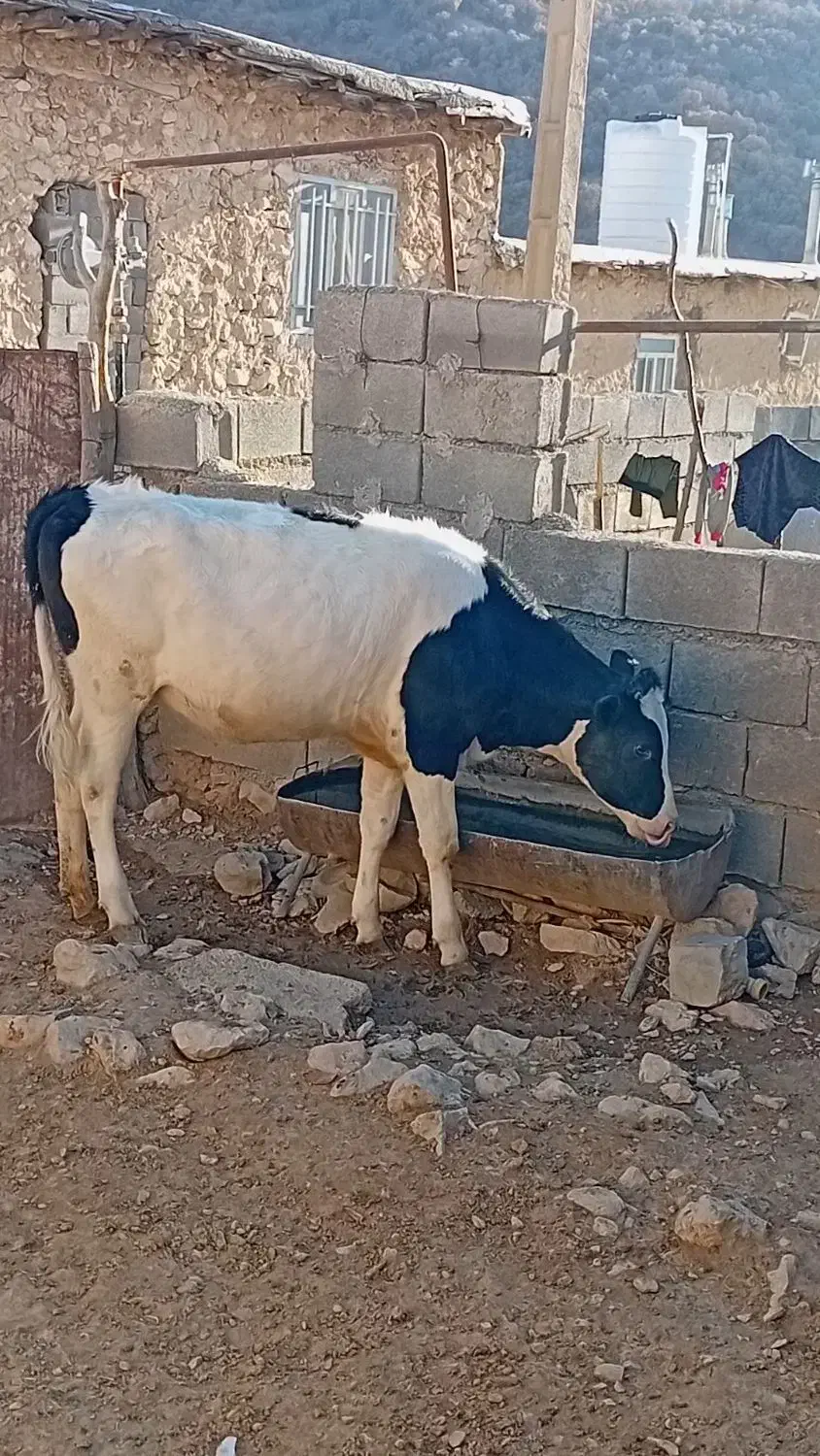 تلیسه مونت اصل واقعآ نژادش اصل|حیوانات مزرعه|لوداب, |دیوار