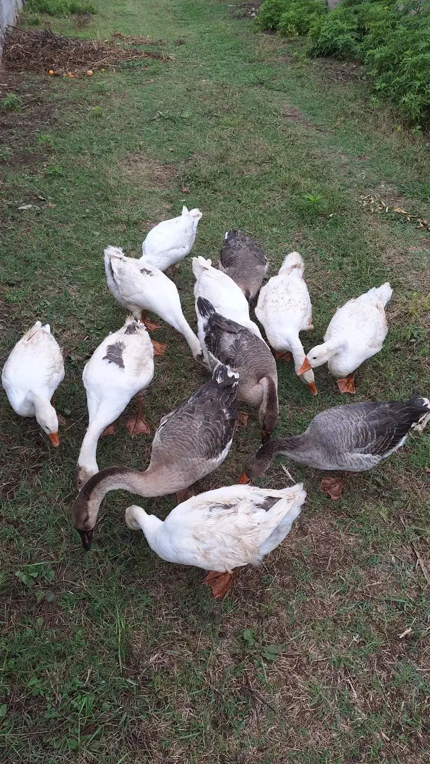 غاز محلی، اوکراینی، لیندا|حیوانات مزرعه|ساری, |دیوار