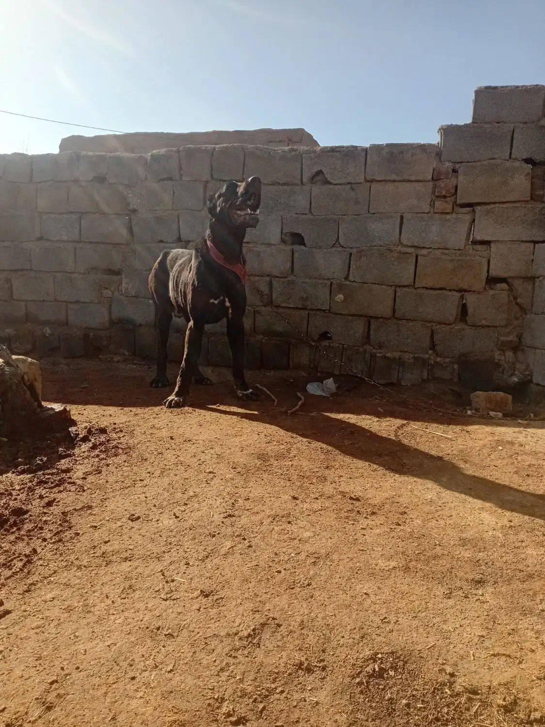 سگ گلگی درجه یک|سگ|تربت جام, جامرود|دیوار