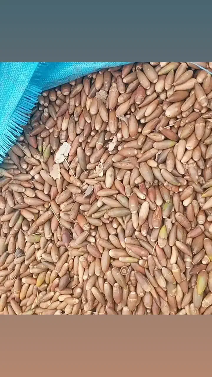 فروش بلوط|لوازم جانبی حیوانات|شیراز, گویم|دیوار