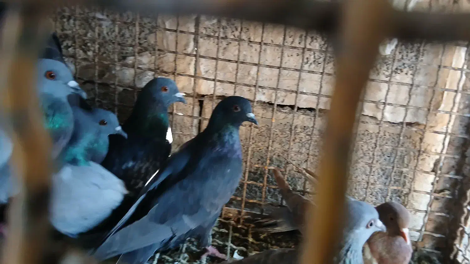 کبوتر کشتنی یا معمولی|پرنده|شوشتر, |دیوار