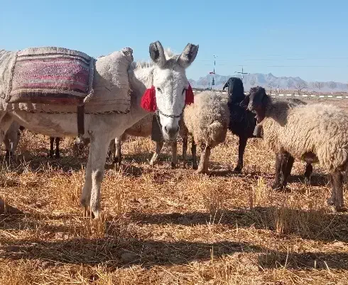 الاغ|حیوانات مزرعه|شاهین‌شهر, گزبرخوار|دیوار