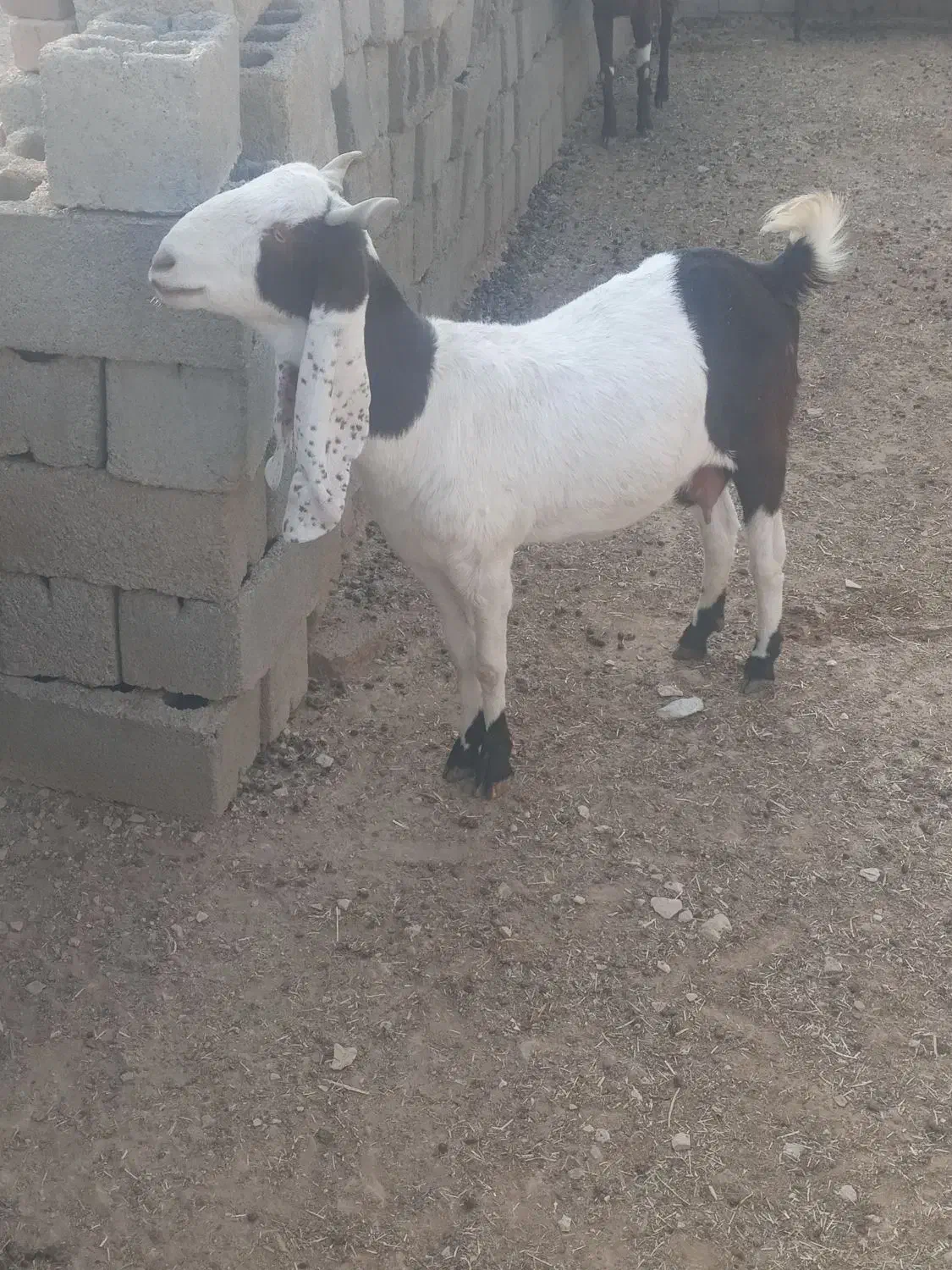 بز افغانی|حیوانات مزرعه|سیوان, |دیوار