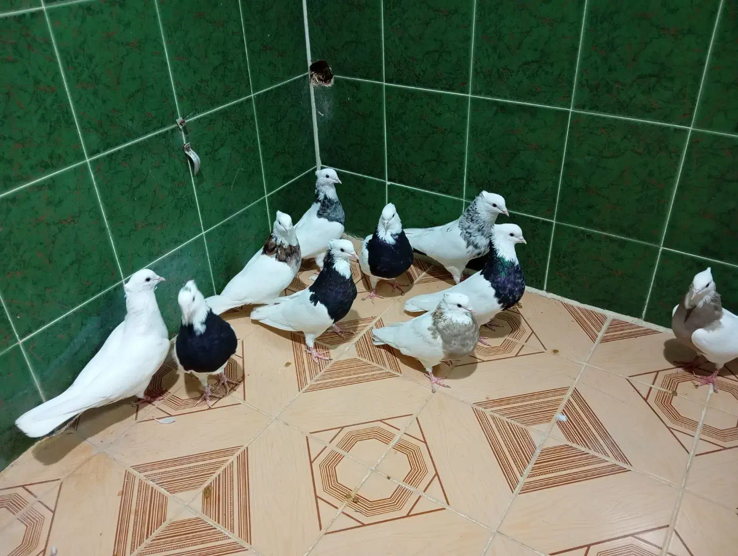 چند جفت طوقی|پرنده|لامرد, |دیوار