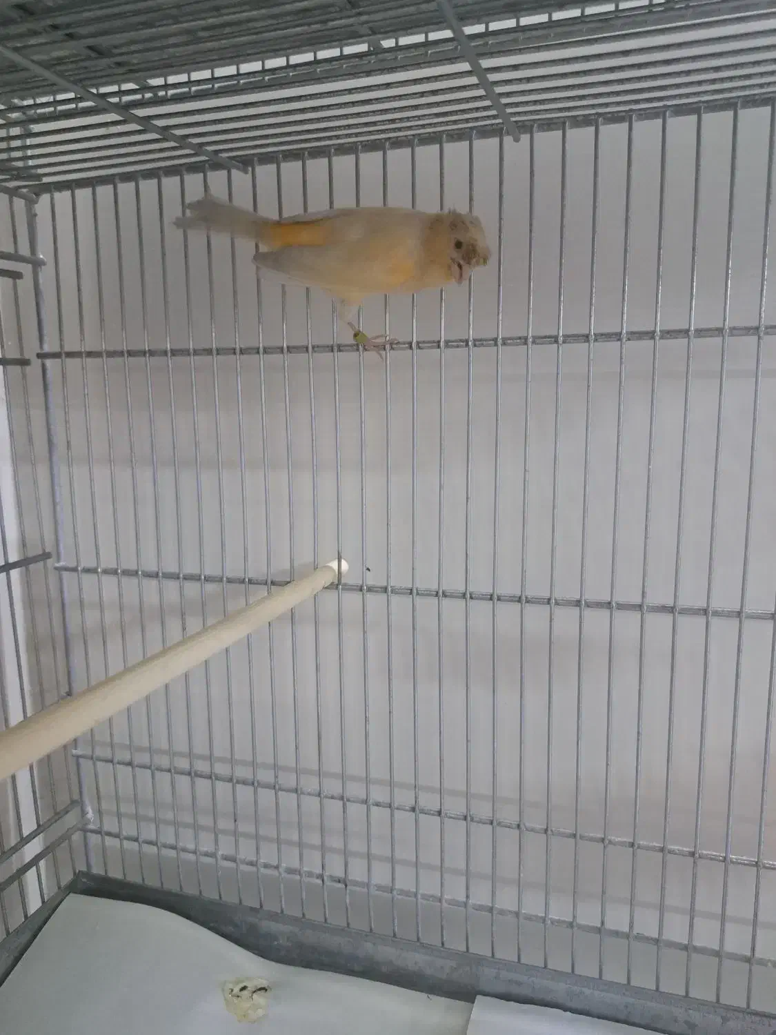 قناری|پرنده|ری, شهید غیوری (ابن باویه)|دیوار