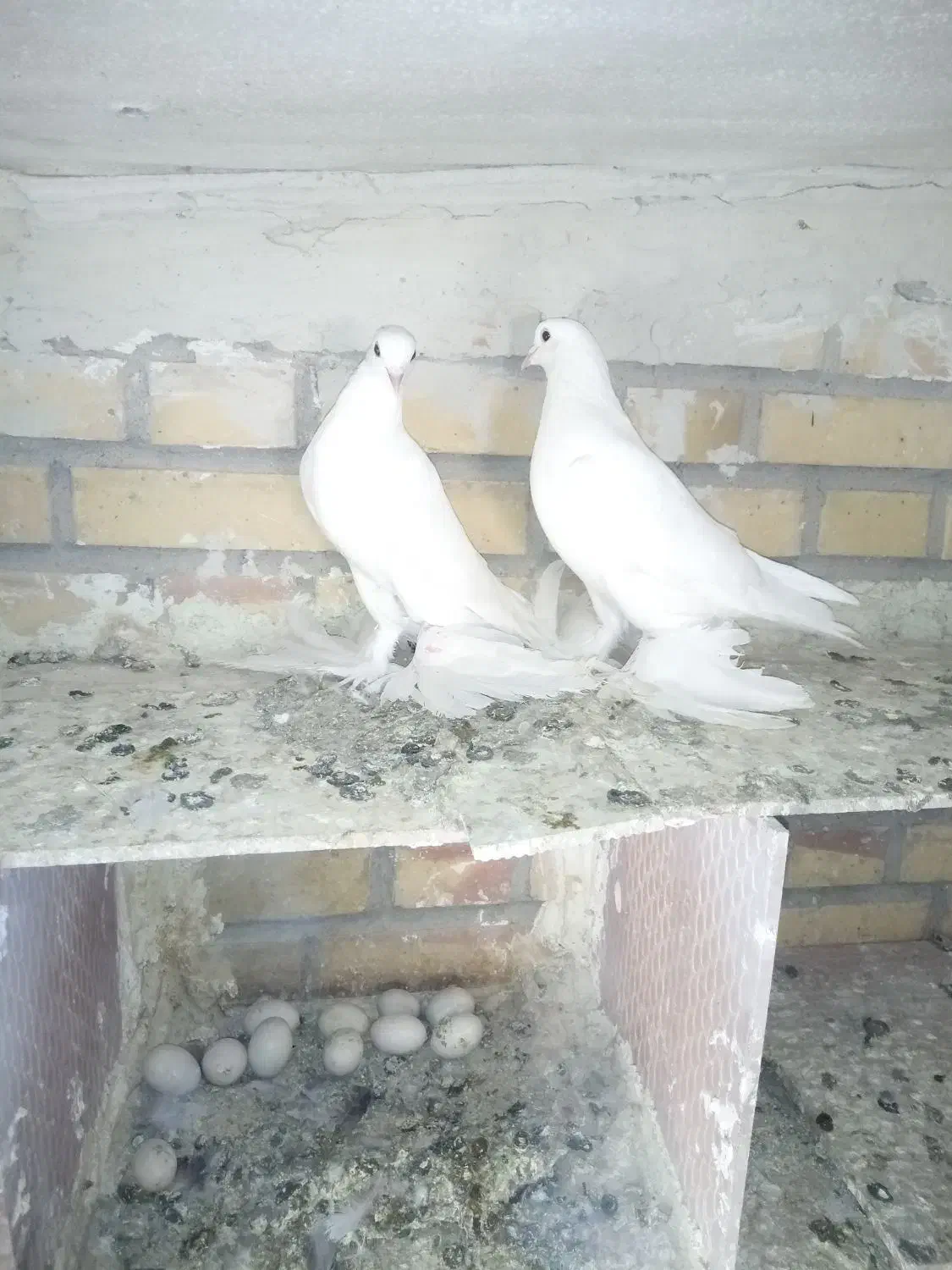 اویناخ لوطی|پرنده|اهر, |دیوار