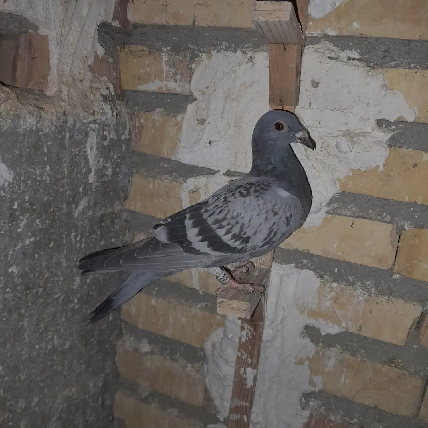 کبوتر|پرنده|گنبد کاووس, |دیوار